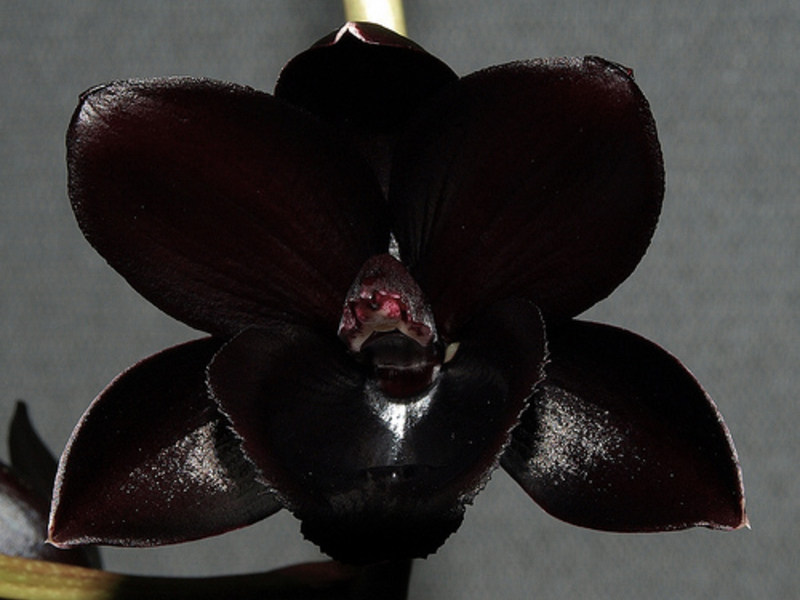 Orchidea otthon