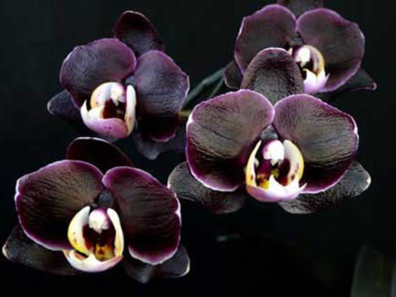 Odmiany czarnych orchidei