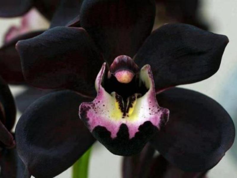 Descrição da flor da orquídea negra