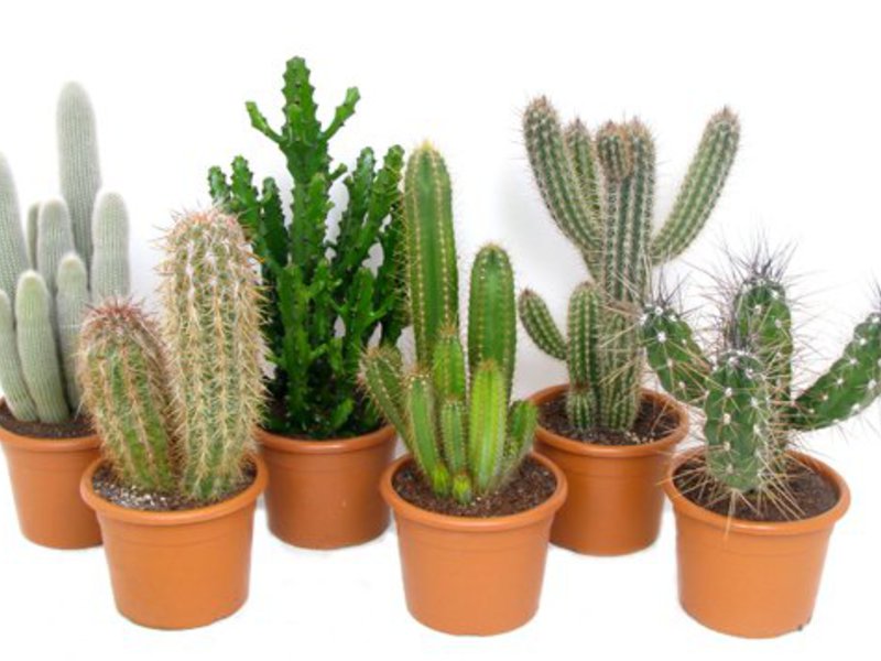 Què es pot cuinar d’un cactus?