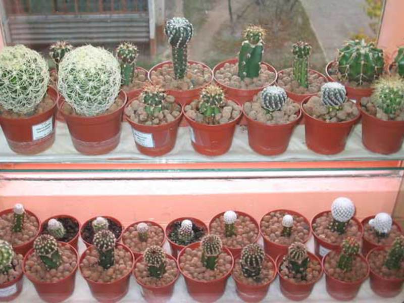 ความสนุกทั้งหมดเกี่ยวกับ cacti