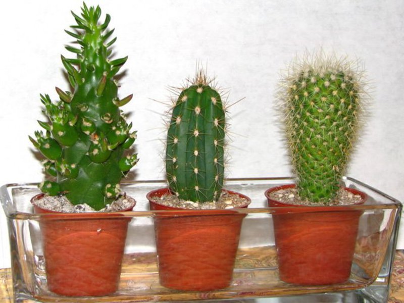 Bloeitijd van de cactus