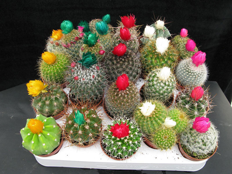 การสืบพันธุ์ของ cacti