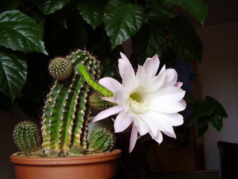 Hoe een cactus te transplanteren