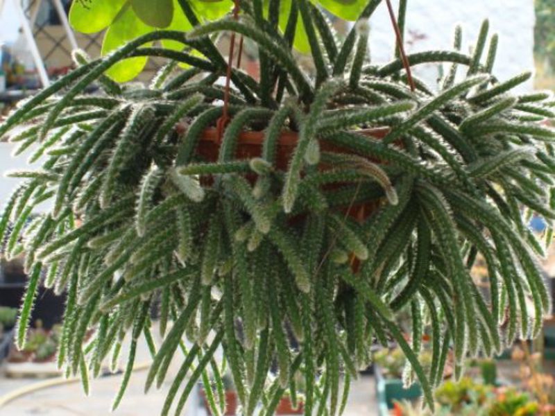 Varieties of cacti