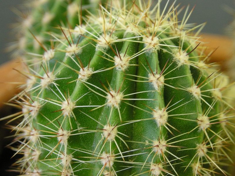 Does a cactus have medicinal properties?