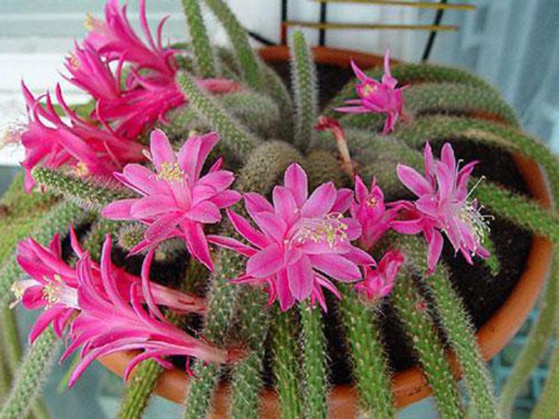 Cactus flower