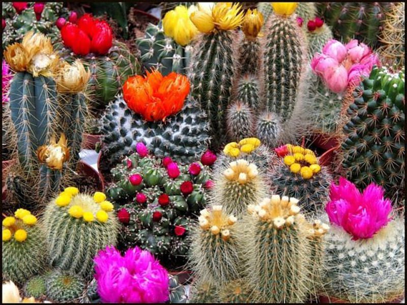 Cómo cuidar un cactus en casa.