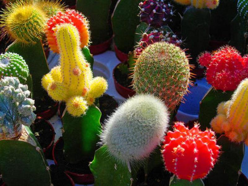 Cactus espinós