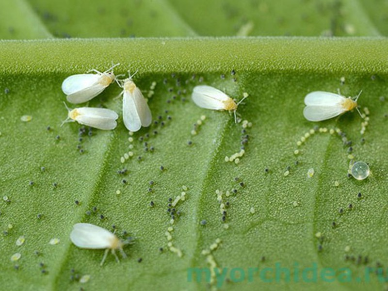 Insetos em plantas