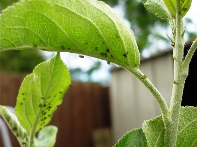 Cara menghilangkan aphids