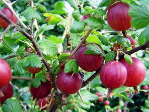 Wie man Stachelbeeren pflanzt und pflegt