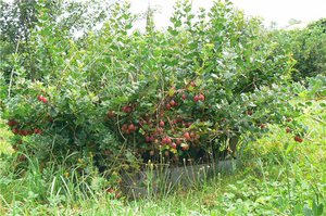 Descrizione di cespugli e bacche di uva spina