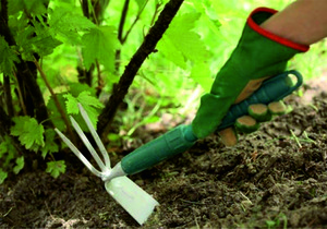 Regole per la cura dell'uva spina in primavera