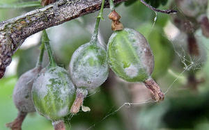 Posibleng mga sakit at paggamot sa gooseberry