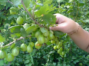 זני דומדמניות פופולריים