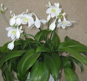 Kwiaty Eucharis