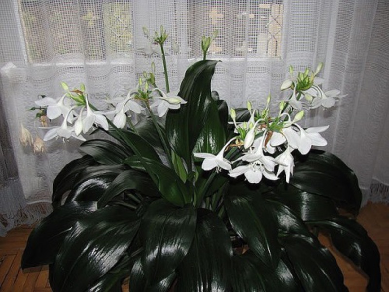 Eucharis suuri kukinta