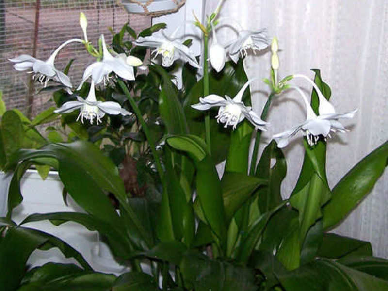 Trồng hoa lily Amazon