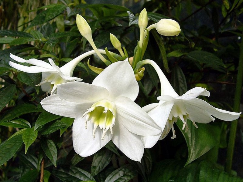 Eucharis stor blomning