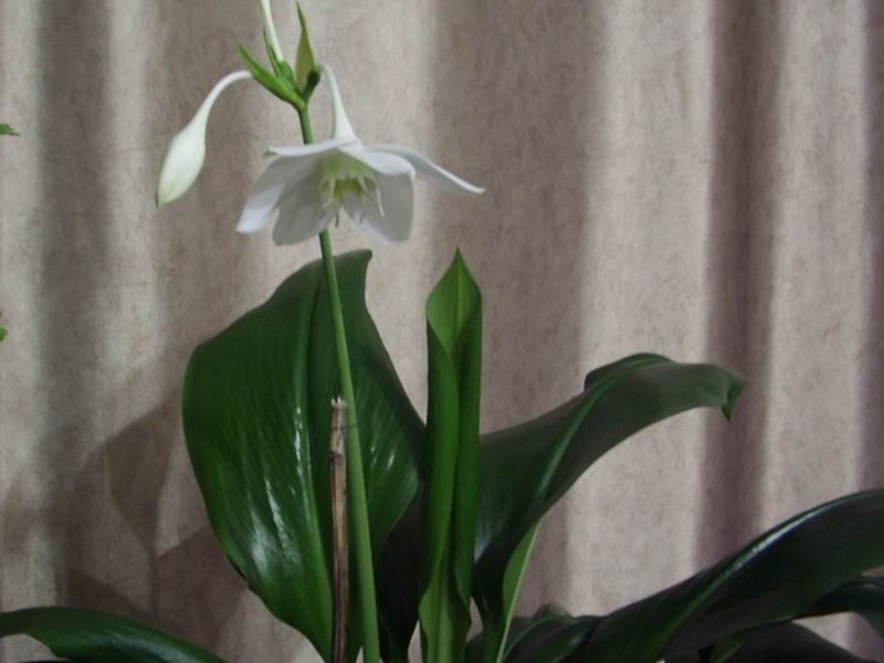 Blommande eucharis