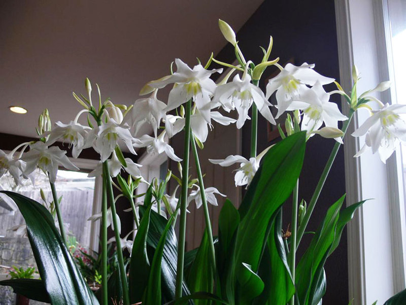 Eucharis amazóniai liliom