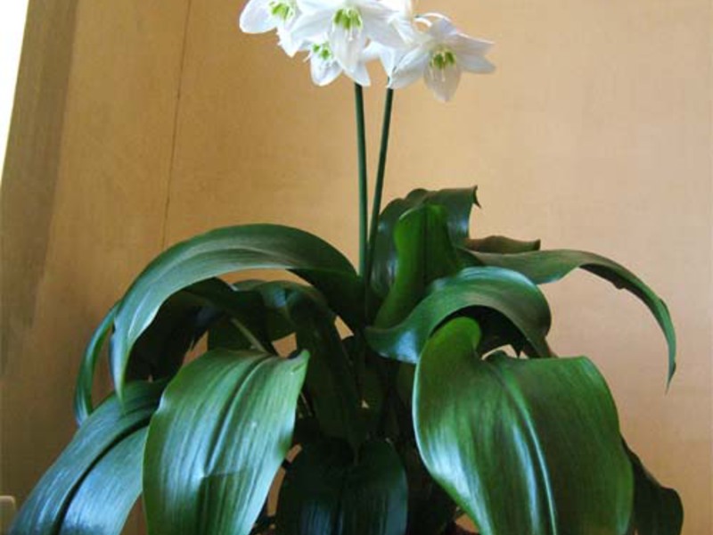 Eucharis înflorire mare