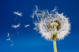 Witte pluizige paardebloem