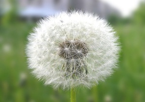 Menarik mengenai dandelions