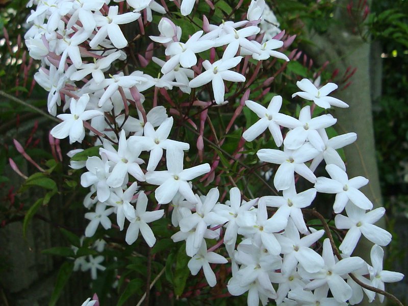 Quanto tempo dura a flor de jasmim