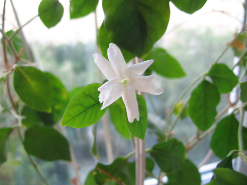 How to grow jasmine