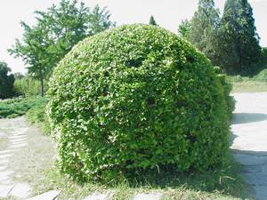 Plaats voor het planten van liguster