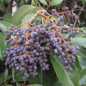 Privet comú