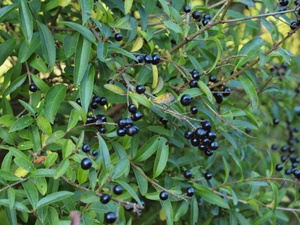 Mga pagkakaiba-iba ng privet shrub