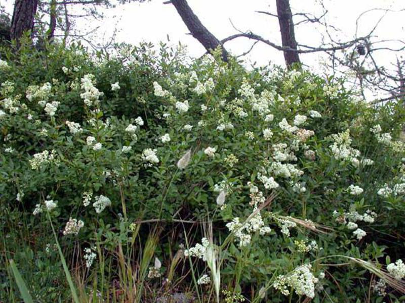 How to trim privet correctly