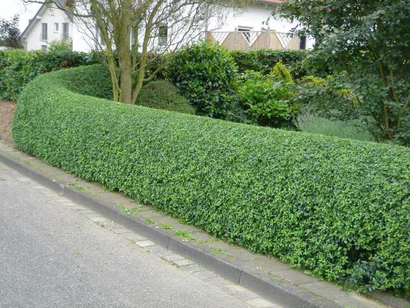 Beschrijving van de ligusterplant