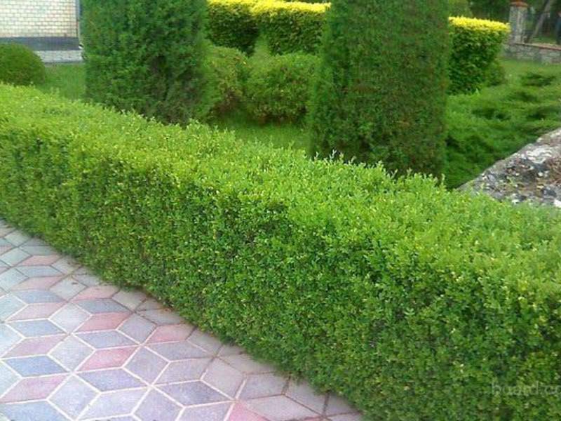 Pruning a privet bush