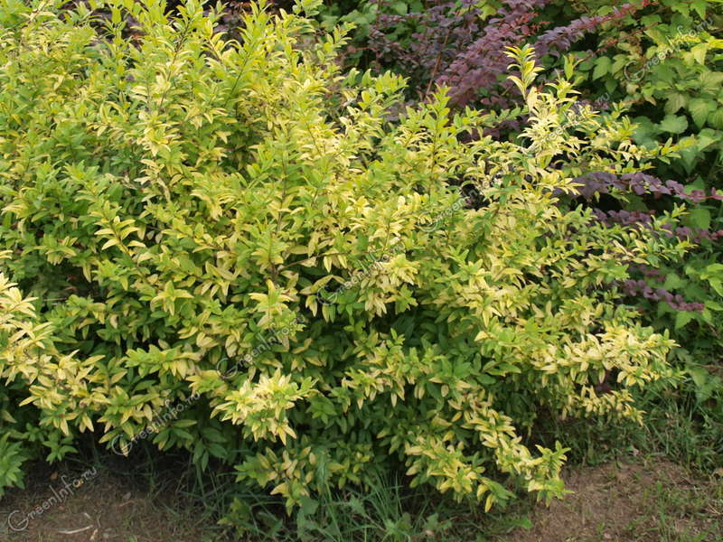 Comment pousse la plante de troène