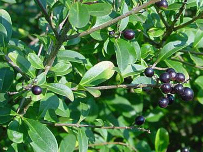 Où planter du troène