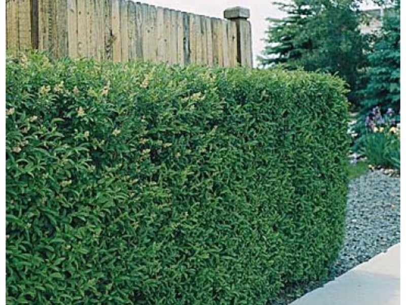 How the privet plant is used