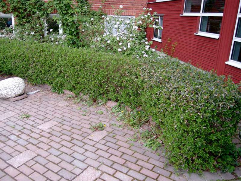 Planting and caring for privet