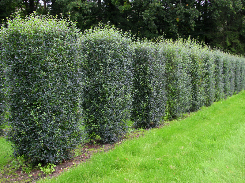 What does a privet plant look like?