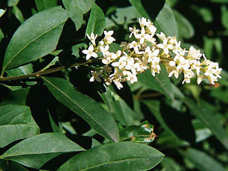 Common privet