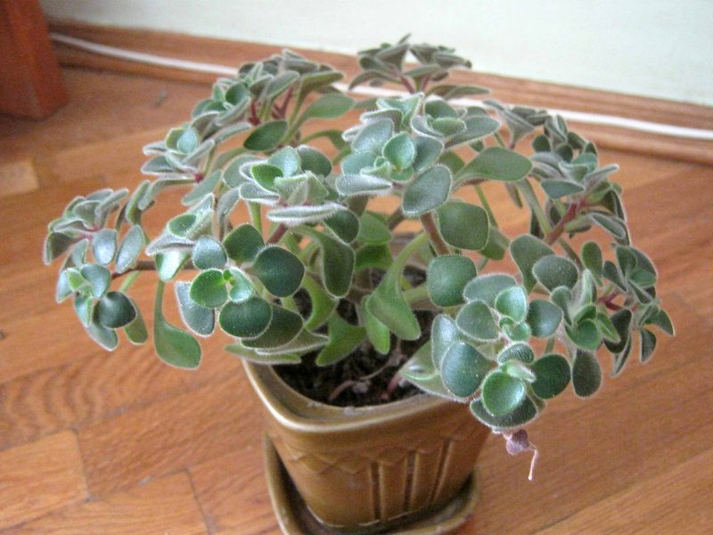 Plantes d'intérieur pour la maison