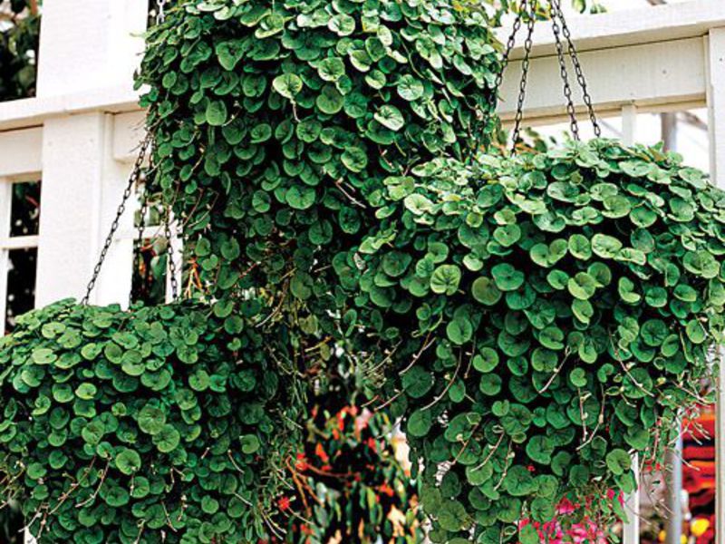 Ampel planter for å dekorere en terrasse eller balkong