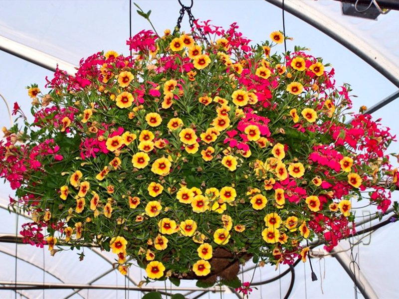 Forskellige ampeløse blomster