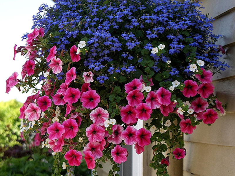 Blomsterpotte med store planter