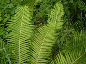 Característiques de l'estructura de les plantes de falgueres