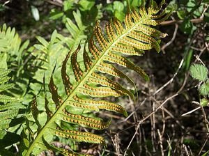 Fern breeding methods