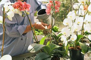 Funktioner ved vanding af blomstrende orkideer derhjemme